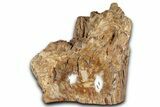 Polished Petrified Wood Soap Dish - Madagascar #346928-1